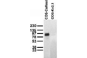 Transfected cell immunoblot.