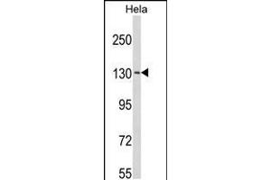 Western blot analysis of C15orf2 Antibody in Hela cell line lysates (35ug/lane) (NPAP1 anticorps  (AA 348-377))