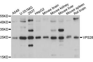 Western blot analysis of extracts of various cells, using VPS28 antibody. (VPS28 anticorps)