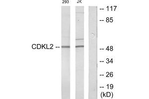 Western blot analysis of extracts from 293 cells and Jurkat cells, using CDKL2 antibody. (CDKL2 anticorps  (Internal Region))