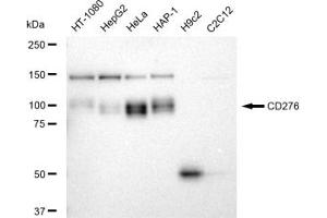 Western blotting analysis using CD276 antibody (ABIN7797963).