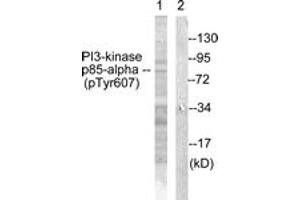 Western blot analysis of extracts from rat kidney, using PI3-kinase p85-alpha (Phospho-Tyr607) Antibody. (PIK3R1 anticorps  (pTyr607))