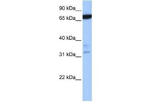 ZBTB46 antibody used at 0. (ZBTB46 anticorps  (N-Term))
