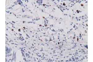 Immunohistochemical staining of paraffin-embedded Human Kidney tissue using anti-SDR9C7 mouse monoclonal antibody.