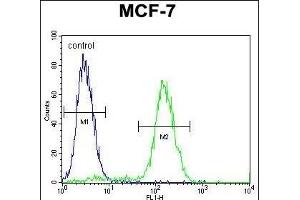 WDR27 Antibody (N-term) (ABIN655738 and ABIN2845185) flow cytometric analysis of MCF-7 cells (right histogram) compared to a negative control cell (left histogram). (WDR27 anticorps  (N-Term))