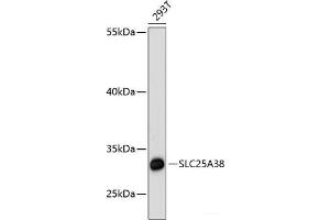 Western blot analysis of extracts of 293T cells using SLC25A38 Polyclonal Antibody at dilution of 1:3000. (SLC25A38 anticorps)