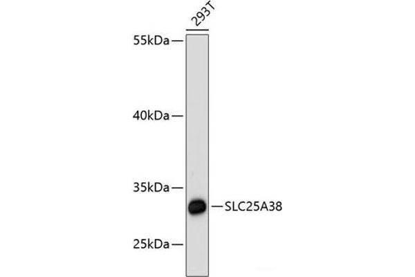 SLC25A38 anticorps