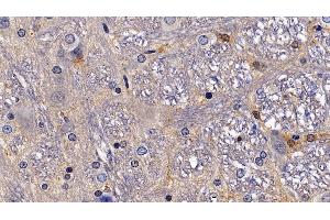 Detection of NPS in Rat Spinal cord Tissue using Polyclonal Antibody to Neuropeptide S (NPS)