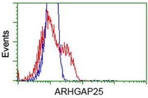 Image no. 4 for anti-rho GTPase Activating Protein 25 (ARHGAP25) antibody (ABIN1496707) (ARHGAP25 anticorps)