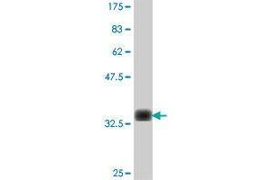 Western Blot detection against Immunogen (36.
