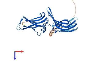 AlphaFold protein structure predicition of Human Recombinant VPS26B Protein, UniprotID Q4G0F5