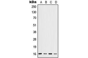 Western blot analysis of ID1 expression in HeLa (A), HepG2 (B), mouse liver (C), rat liver (D) whole cell lysates. (ID1 anticorps  (Center))