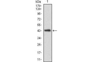 Western Blotting (WB) image for anti-Calmegin (CLGN) (AA 249-405) antibody (ABIN1843004) (Calmegin anticorps  (AA 249-405))