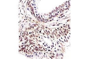 Immunohistochemical analysis of paraffin-embedded H.
