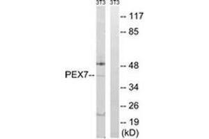 Western blot analysis of extracts from NIH-3T3 cells, using Peroxin 7 / PEX7 Antibody .