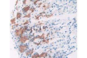 IHC-P analysis of Mouse Stomach Tissue, with DAB staining. (NPM1 anticorps  (AA 212-292))