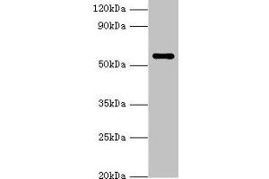 Western blot All lanes: NAB2 antibody at 3 μg/mL + Hela whole cell lysate Secondary Goat polyclonal to rabbit IgG at 1/10000 dilution Predicted band size: 57, 35, 50 kDa Observed band size: 57 kDa (NAB2 anticorps  (AA 1-200))