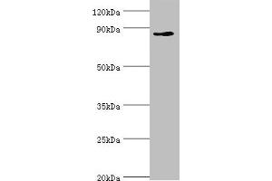 Western blot All lanes: CDH11 antibody at 6 μg/mL + Jurkat whole cell lysate Secondary Goat polyclonal to rabbit IgG at 1/10000 dilution Predicted band size: 88, 77 kDa Observed band size: 88 kDa