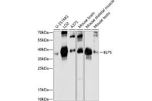 Western blot analysis of extracts of various cell lines, using ELP5 antibody (ABIN7269944) at 1:1000 dilution. (Retinoic Acid Induced 12 (RAI12) (AA 17-316) anticorps)