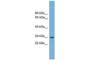 WB Suggested Anti-CLEC4M Antibody Titration:  0.