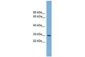 WB Suggested Anti-CLEC4M Antibody Titration:  0. (C-Type Lectin Domain Family 4, Member M (CLEC4M) (Middle Region) anticorps)