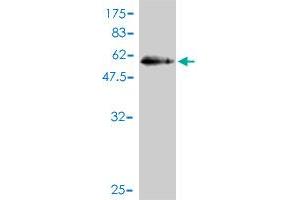 Western Blot detection against Immunogen (50. (RABL2B anticorps  (AA 1-229))