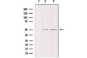 Western blot analysis of extracts from various samples, using DDX19B Antibody.
