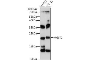 Western blot analysis of extracts of various cell lines, using MGST2 antibody (ABIN7268514) at 1:1000 dilution.