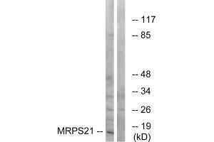 Western blot analysis of extracts from COS cells, using MRPS21 antibody. (MRPS21 anticorps  (Internal Region))
