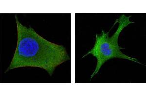 Figure3: Confocal immunofluorescence analysis of Hela (left) and 3T3-L1 (right) cells using WNT1 mouse mAb (green). (WNT1 anticorps)