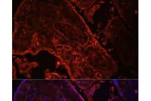 Immunofluorescence analysis of Human placenta cells using WNT3A Polyclonal Antibody at dilution of 1:100. (WNT3A anticorps)