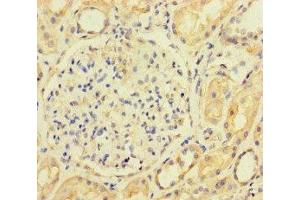Immunohistochemistry of paraffin-embedded human kidney tissue using ABIN7143067 at dilution of 1:100 (ACTL9 anticorps  (AA 1-160))