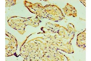 Immunohistochemistry of paraffin-embedded human placenta tissue using ABIN7164787 at dilution of 1:100 (P4HA3 anticorps  (AA 20-544))
