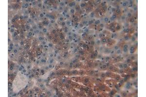 Detection of CYPB in Mouse Liver Tissue using Polyclonal Antibody to Cyclophilin B (CYPB)