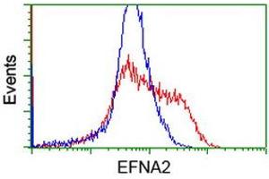 HEK293T cells transfected with either RC213728 overexpress plasmid (Red) or empty vector control plasmid (Blue) were immunostained by anti-EFNA2 antibody (ABIN2452977), and then analyzed by flow cytometry.