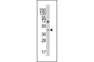 Western blot analysis of anti-LEFTB(C-term) Pab (ABIN391463 and ABIN2841437) in HL60 cell line lysates (35 μg/lane). (LEFTY1 anticorps  (C-Term))