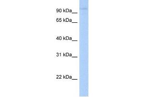 Western Blotting (WB) image for anti-Leucine Rich Repeat Containing 8 Family, Member A (LRRC8A) antibody (ABIN2459288) (LRRC8A anticorps)