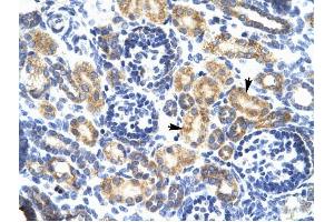 P2RX7 antibody was used for immunohistochemistry at a concentration of 4-8 ug/ml to stain Epithelial cells of renal tubule (arrows) in Human Kidney. (P2RX7 anticorps  (N-Term))