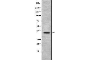 Western blot analysis OR6B1 using HepG2 whole cell lysates. (OR6B1 anticorps)