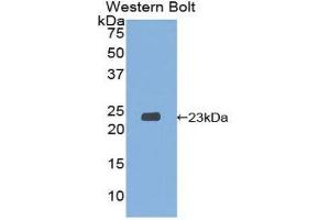 Western Blotting (WB) image for anti-Signaling threshold Regulating Transmembrane Adaptor 1 (SIT1) (AA 2-175) antibody (ABIN1860565) (SIT1 anticorps  (AA 2-175))