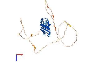 AlphaFold protein structure predicition of Mouse Recombinant Rbms1 Protein, UniprotID Q91W59