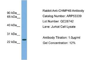 WB Suggested Anti-CHMP4B  Antibody Titration: 0.
