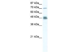 WB Suggested Anti-DDX50 Antibody Titration:  2. (DDX50 anticorps  (N-Term))