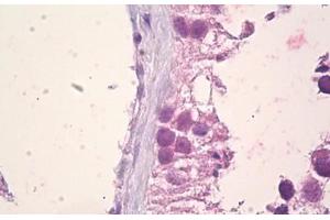 Anti-EFNA5 / Ephrin A5 antibody IHC staining of human testis, sertoli cells. (Ephrin A5 anticorps  (AA 31-80))