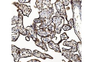 IHC analysis of NSF using anti-NSF antibody (ABIN7601630).