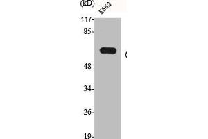 Western Blot analysis of K562 cells using CYP19A1 Polyclonal Antibody (Aromatase anticorps  (Internal Region))