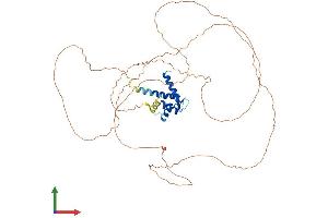 AlphaFold protein structure predicition of Human Recombinant CRNN Protein, UniprotID Q9UBG3