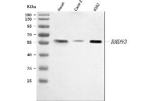 Western blot analysis of PTPIP51/RMDN3 using anti-PTPIP51/RMDN3 antibody (ABIN7601775). (RMDN3 anticorps  (AA 45-438))