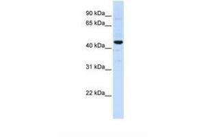 Image no. 1 for anti-Solute Carrier Family 41, Member 3 (SLC41A3) (AA 434-483) antibody (ABIN6738093) (SLC41A3 anticorps  (AA 434-483))