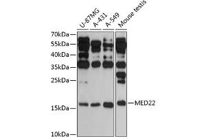 Western blot analysis of extracts of various cell lines, using MED22 antibody (ABIN6129665, ABIN6143692, ABIN6143693 and ABIN6217955) at 1:3000 dilution. (MED22 anticorps  (AA 1-140))